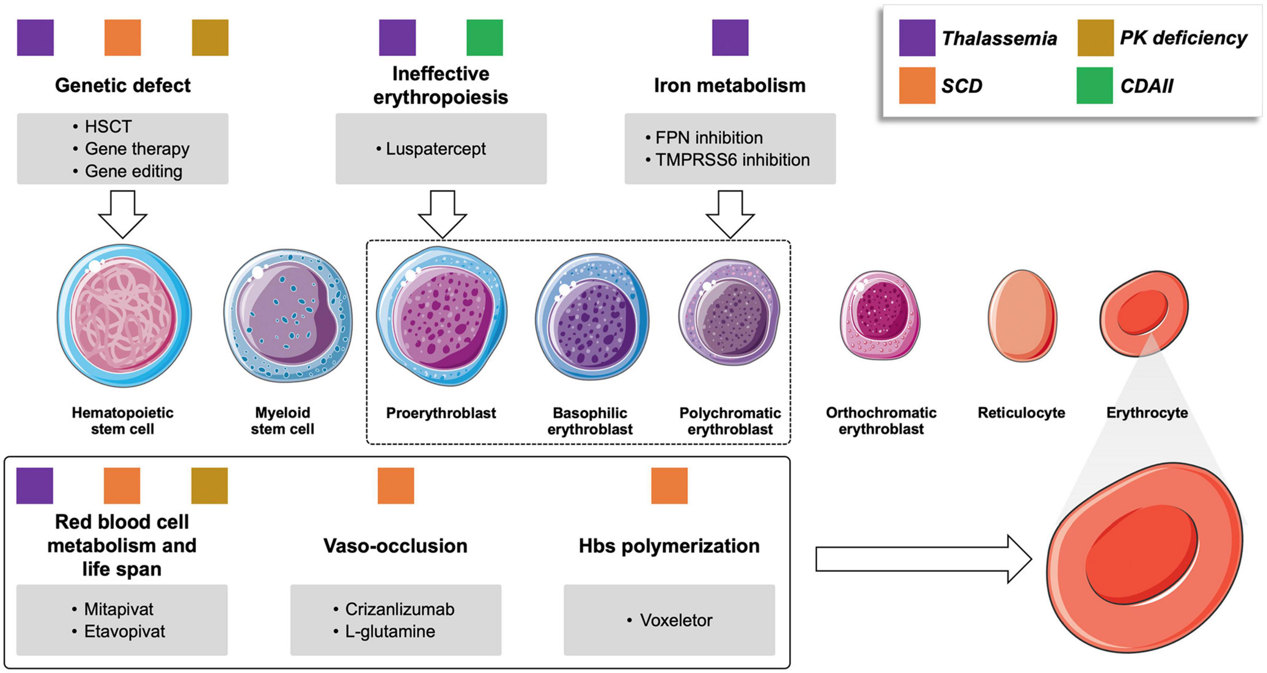 Rise of the planet of rare anemias: An update on emerging treatment strategies